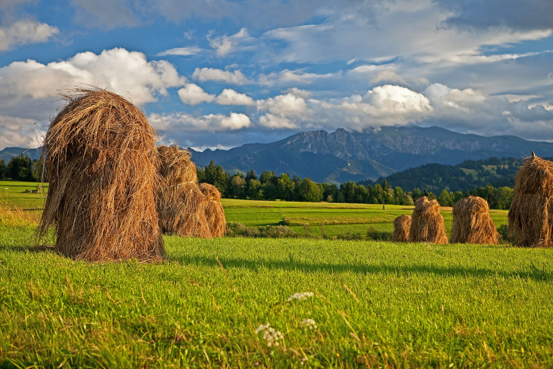 Image of stacks of hay in the field